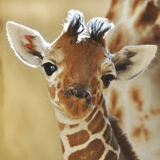 baby giraffe